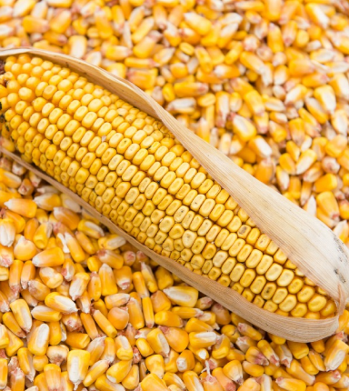 КУКУРУЗА