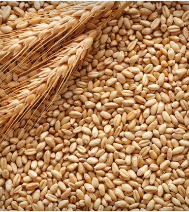 ПШЕНИЦА